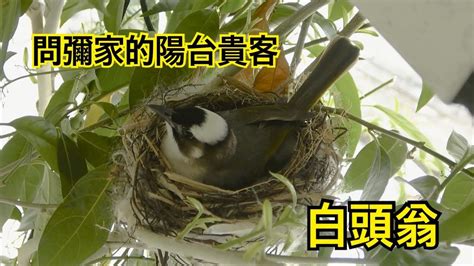 白頭翁築巢風水|白頭翁來報喜 